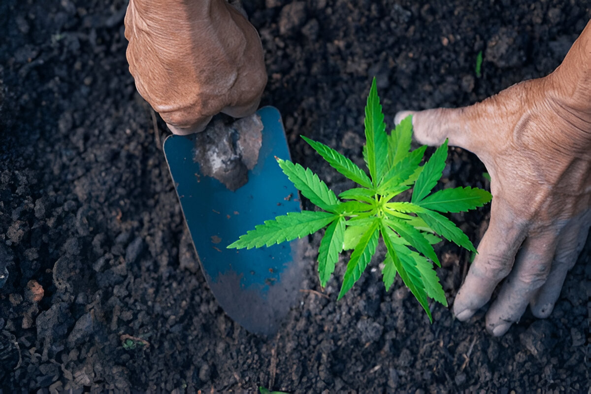 Best Soil for Cannabis in dc dispensary