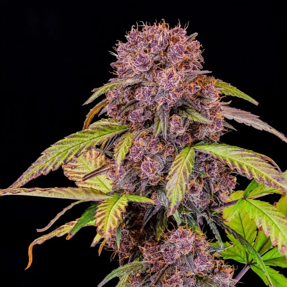 Close-up of Super Lemon Cherry cannabis buds with fresh lemon and cherry accents, emphasizing its citrus-sweet aroma
