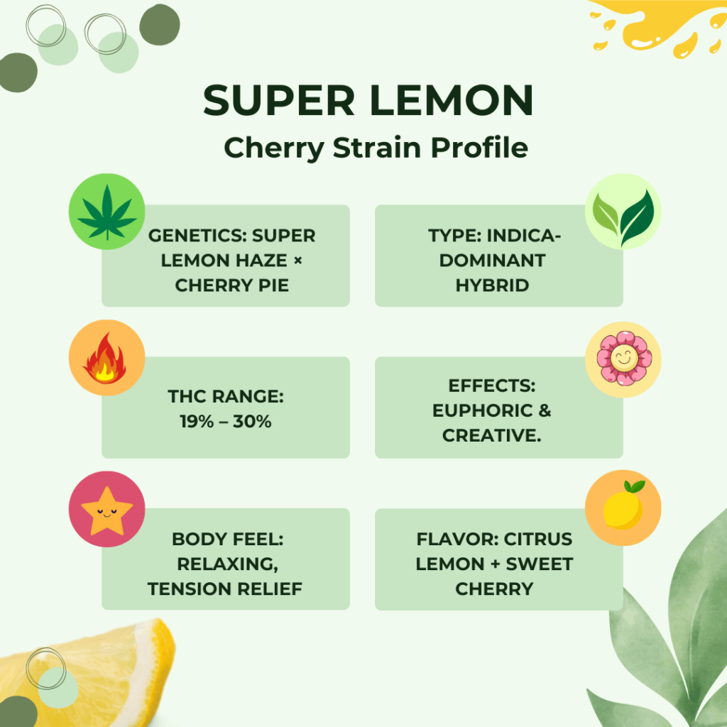 Super Lemon Cherry strain profile infographic highlighting THC range, genetics, effects, and flavor.