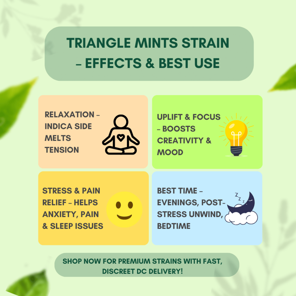 Infographic highlighting Triangle Mints strain effects and best use: relaxation, creativity, stress relief, and evening enjoyment.