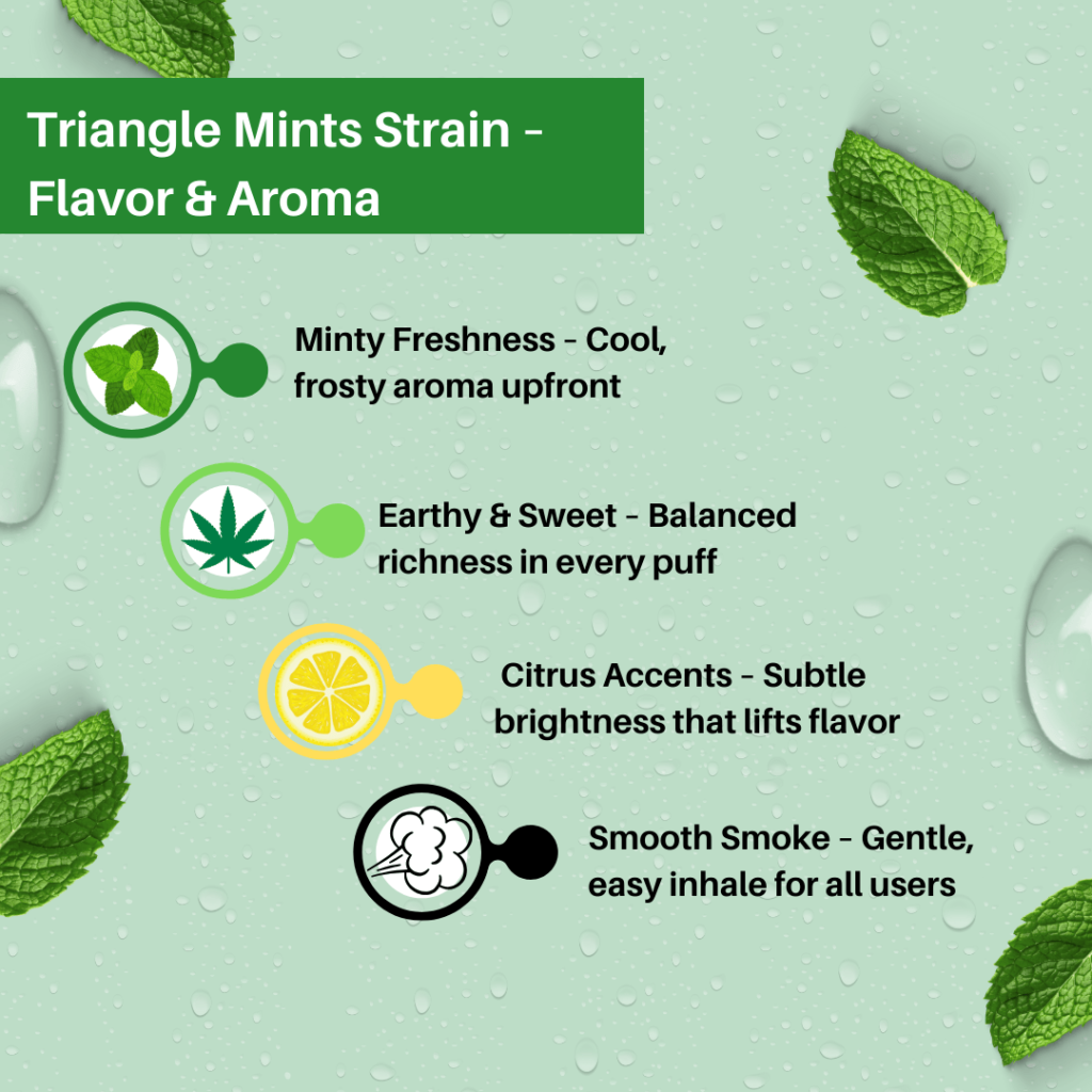 Infographic showing Triangle Mints strain aroma and flavor profile: minty freshness, earthy sweetness, citrus accents, and smooth smoke.