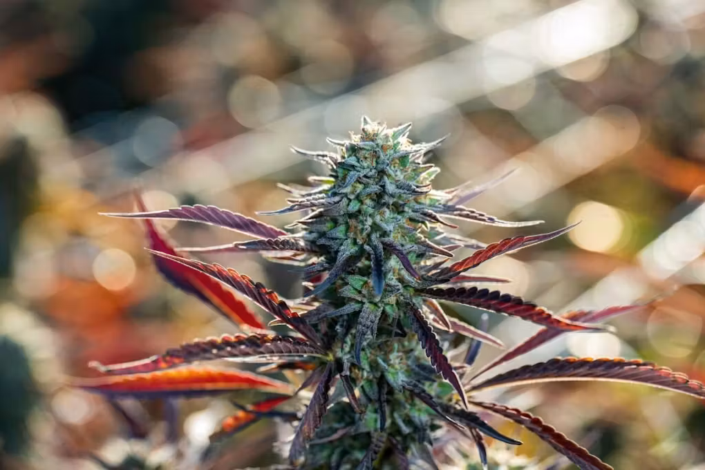 Candyland cannabis plant with frosty trichomes and colorful purple-red leaves under sunlight