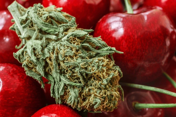 Close-up of Cherry Runtz cannabis buds with cherry and berry accents, emphasizing fruity aroma and hybrid profile