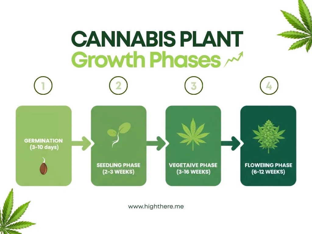 male-weed-plants