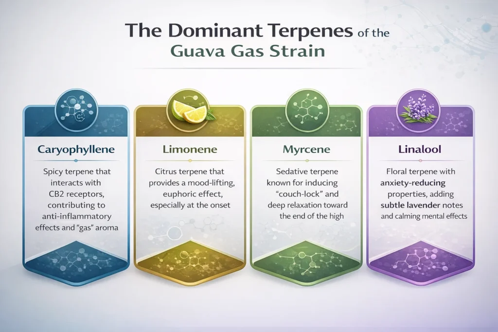 Guava Gas smoking experience review