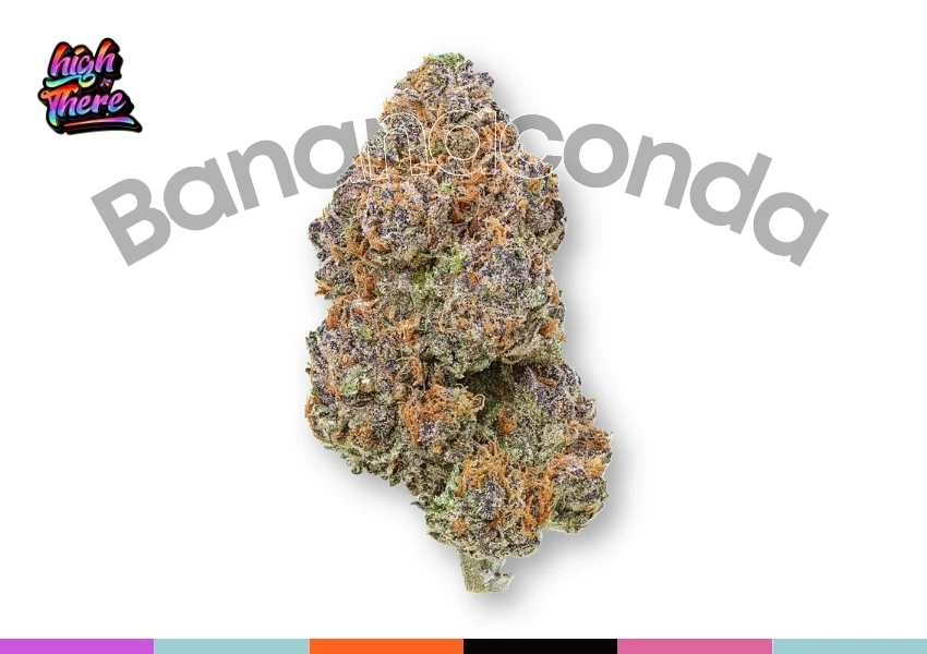 Bananaconda Strain Featured Image