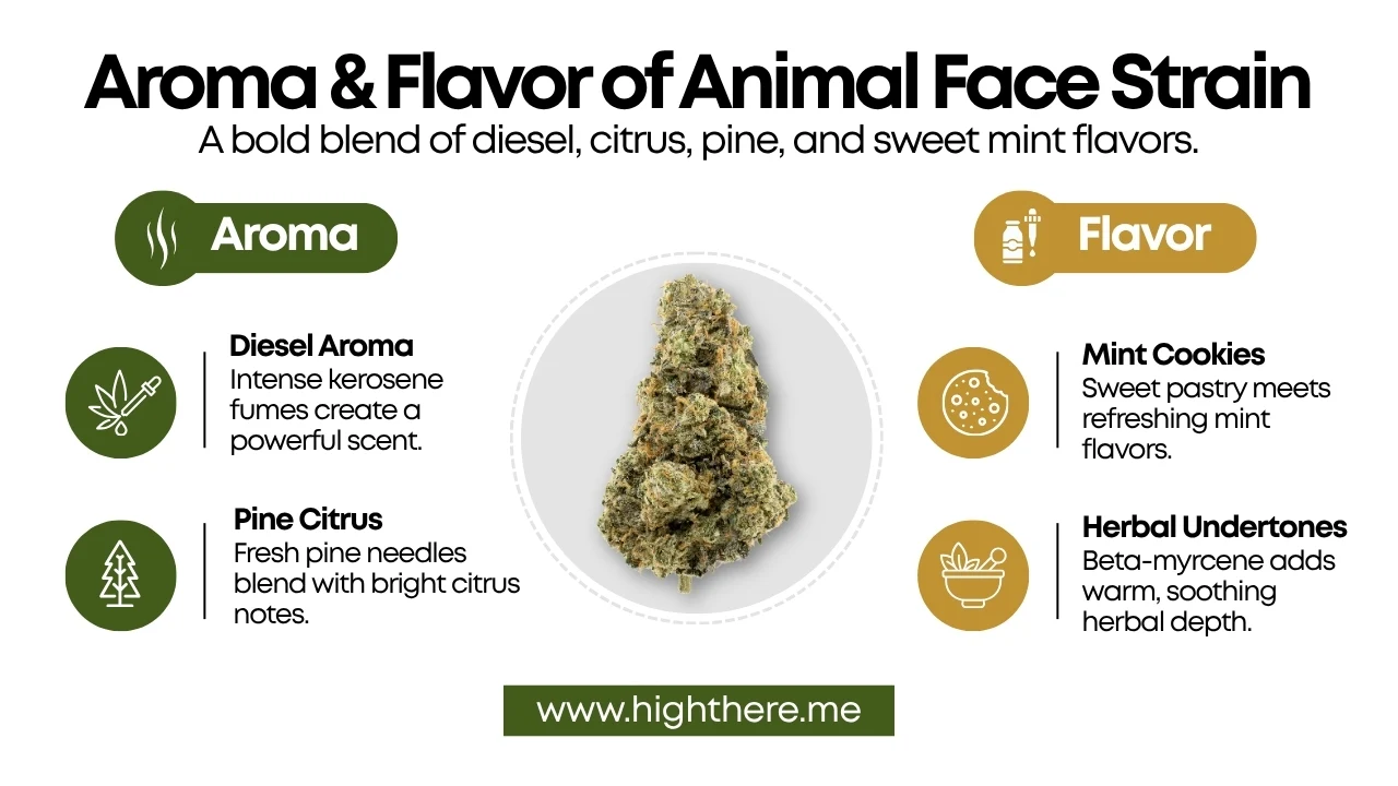 Flavor of the Animal Face Strain