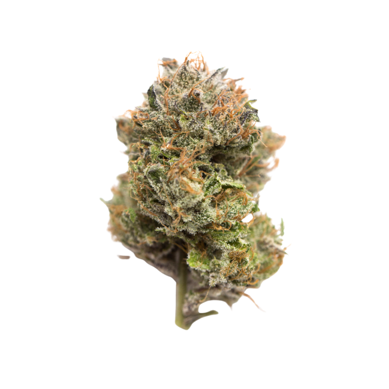Gelato 33