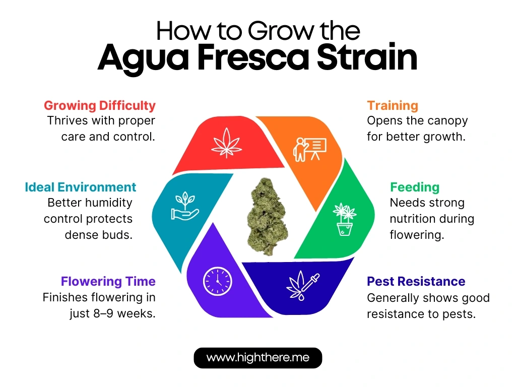 How to Grow the Agua Fresca Strain