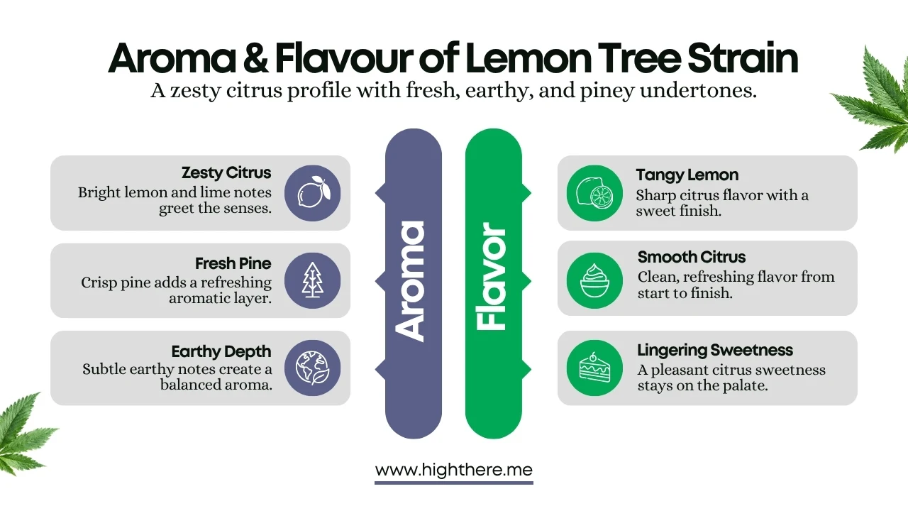 Lemon Tree Strain