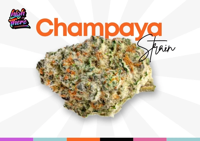 champaya cannabis strain