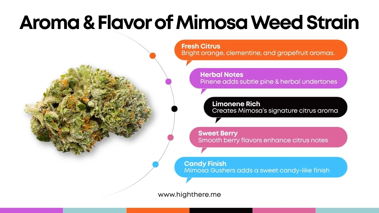 Mimosa Weed Strain