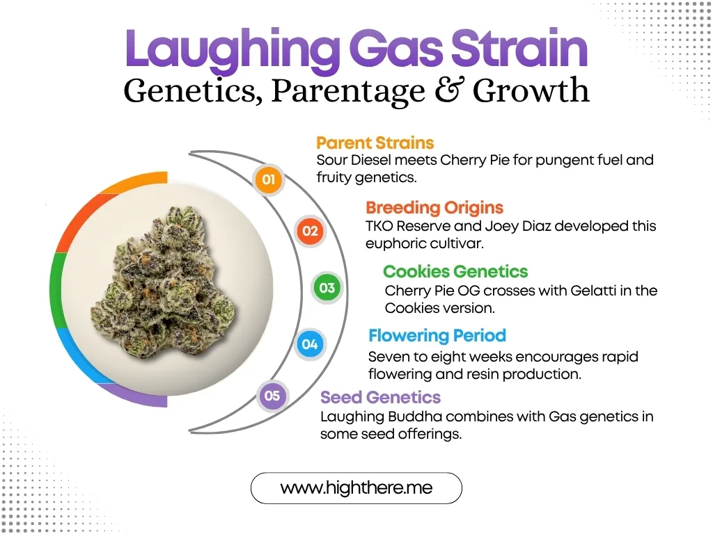 laughing gas strain lineage